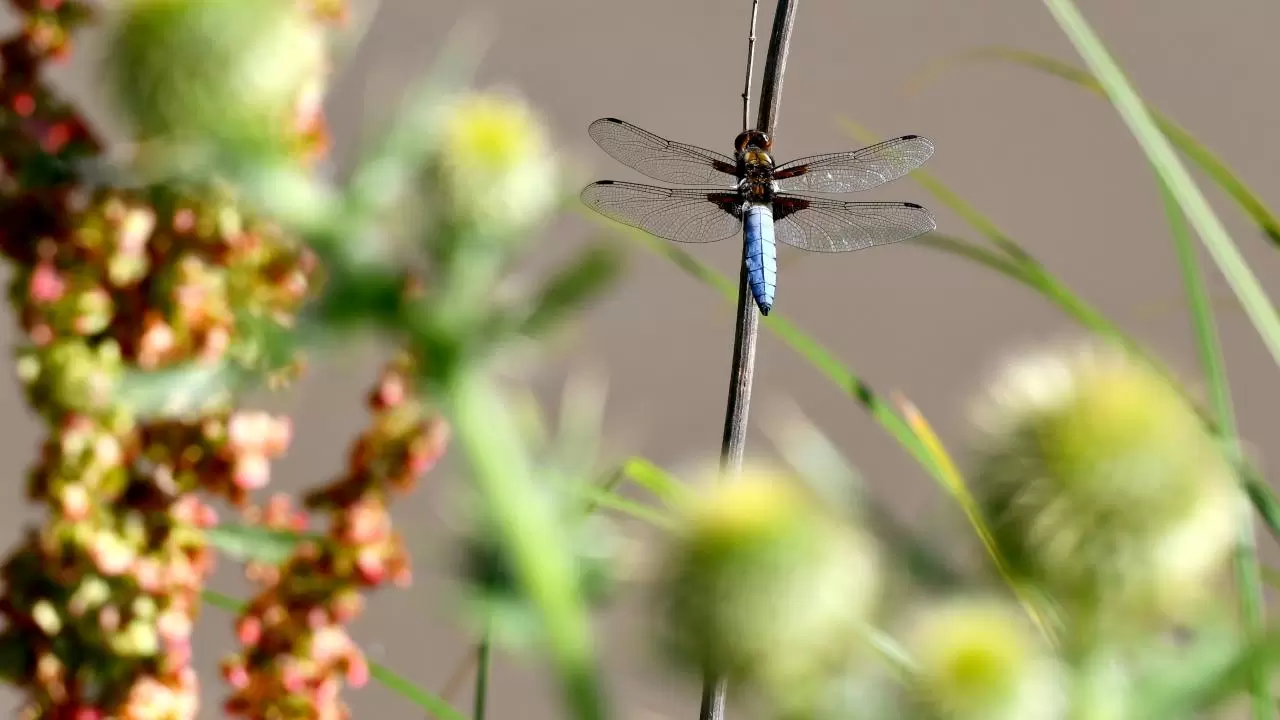 Sarıkamış'ın doğası "tarım dostu" yusufçuklarla renklendi 2