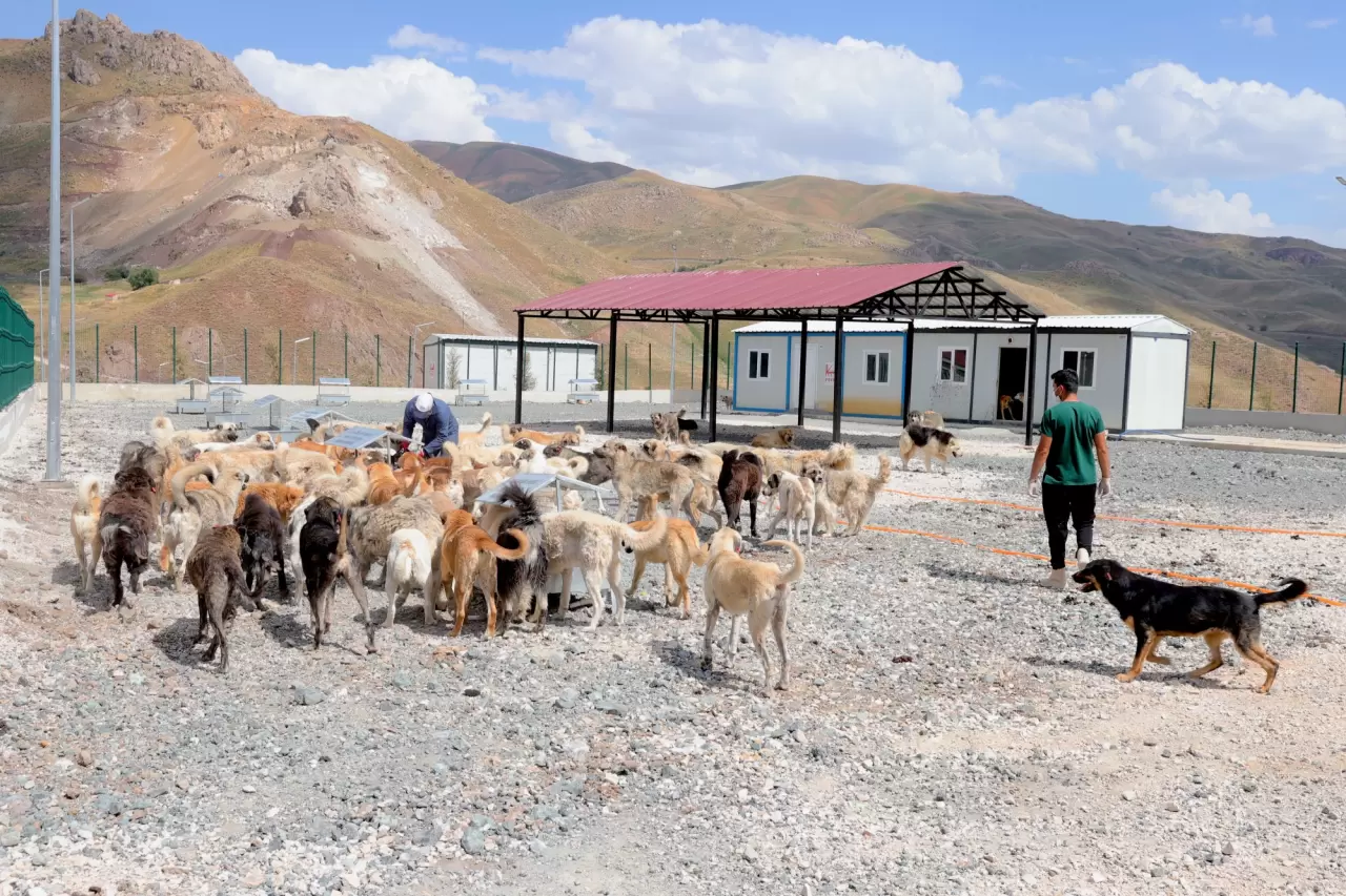 Doğal yaşam alanında 1600den fazla köpek barınıyor 2