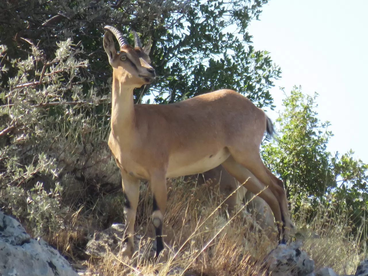Ahır Dağı'nda ala geyik sürüsü görüntülendi 1