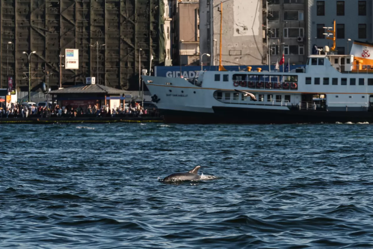 İstanbul Boğazı'nda yunuslar görüntülendi 2