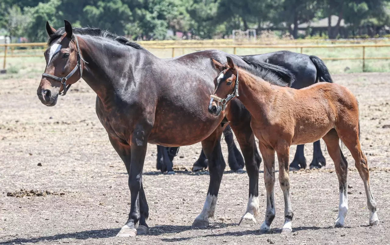 Türk Silahlı Kuvvetleri'nin atları özenle yetiştiriliyor 6