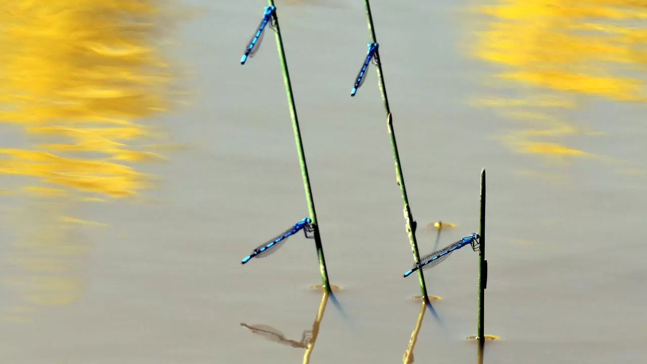 Sarıkamış'ın doğası "tarım dostu" yusufçuklarla renklendi 6