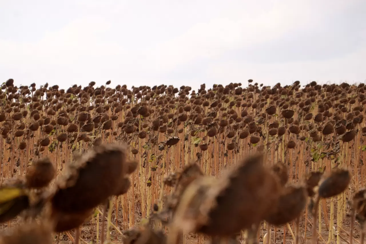 Ayçiçeğindeki verim artışı üreticiyi sevindirdi 2