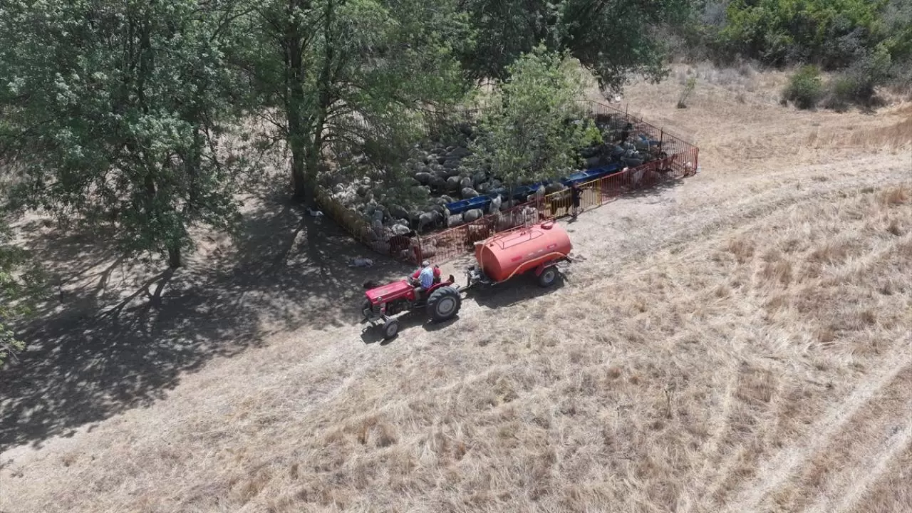 Besiciler, meralardaki hayvanlarına tankerlerle su taşıyor 1