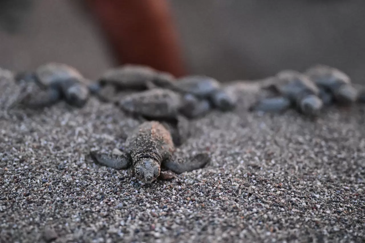 Caretta caretta yavruları mavi sularla buluştu 5