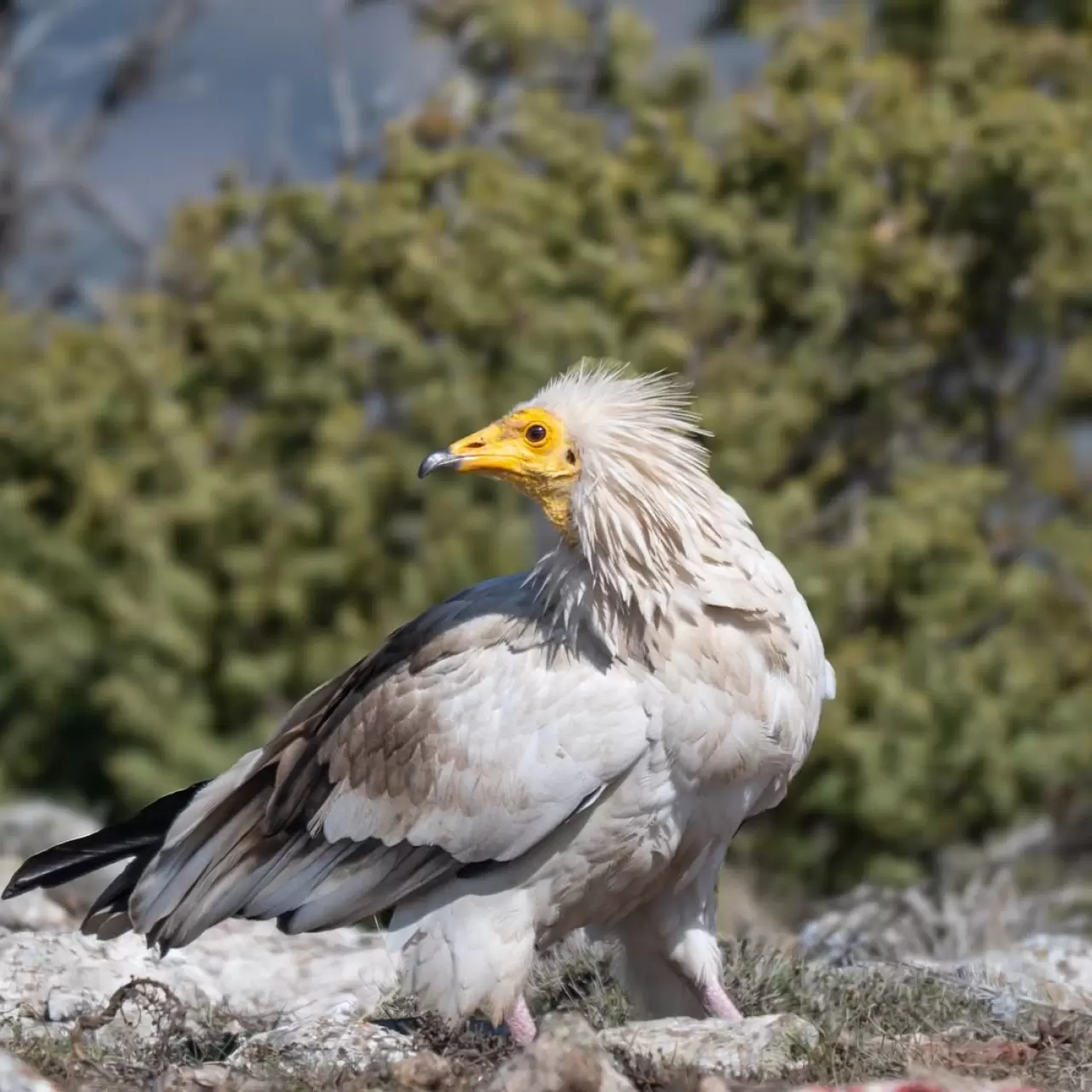 Gökyüzünün sessiz yolcusu: Küçük akbaba 1