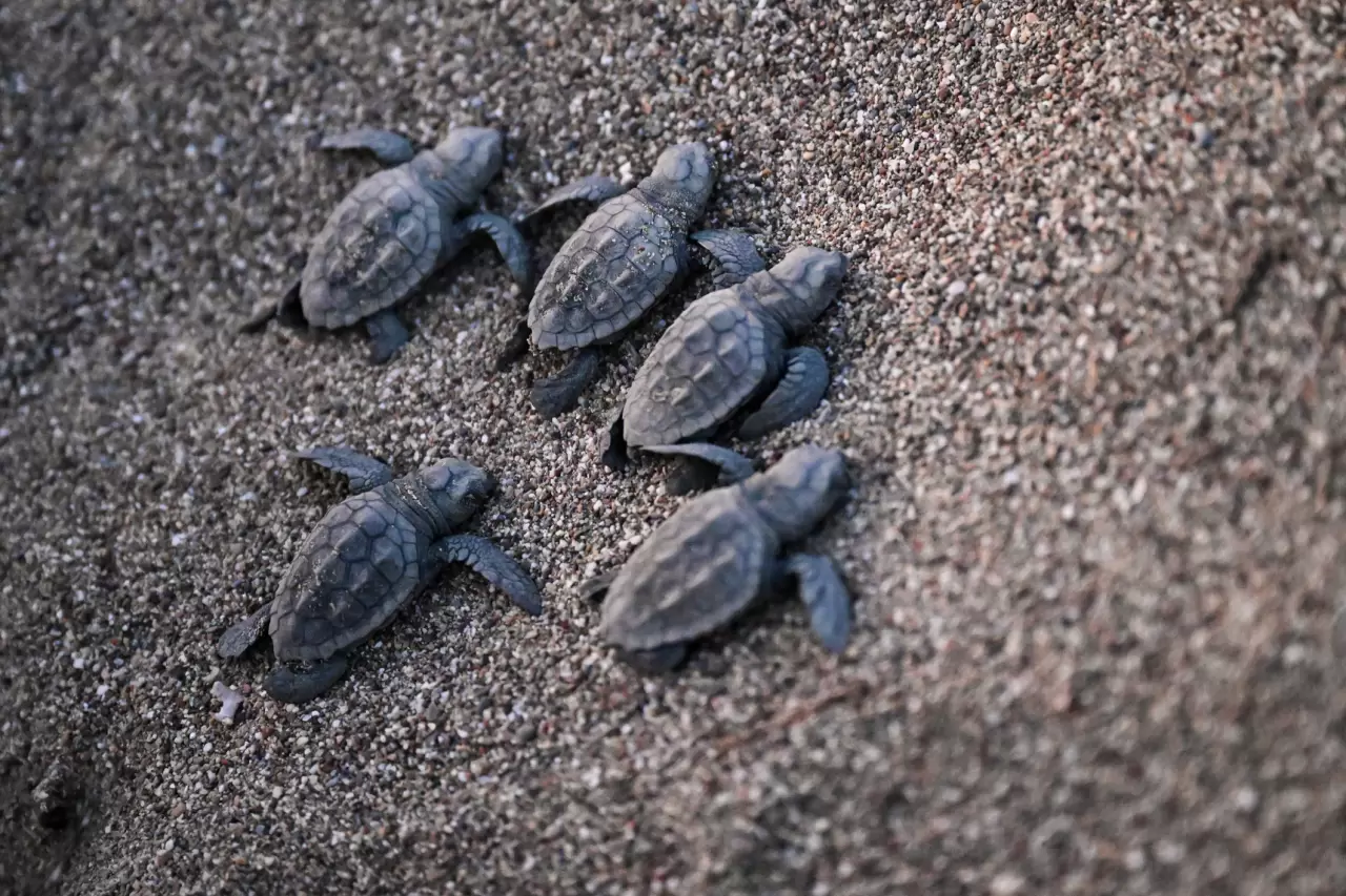 Caretta caretta yavruları mavi sularla buluştu 4