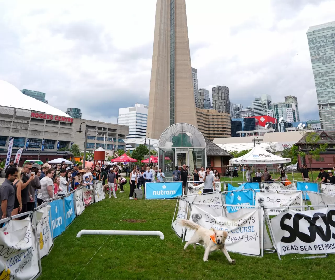 Toronto'da köpekler için "Doggie Fest Yaz Karnavalı" düzenlendi 11