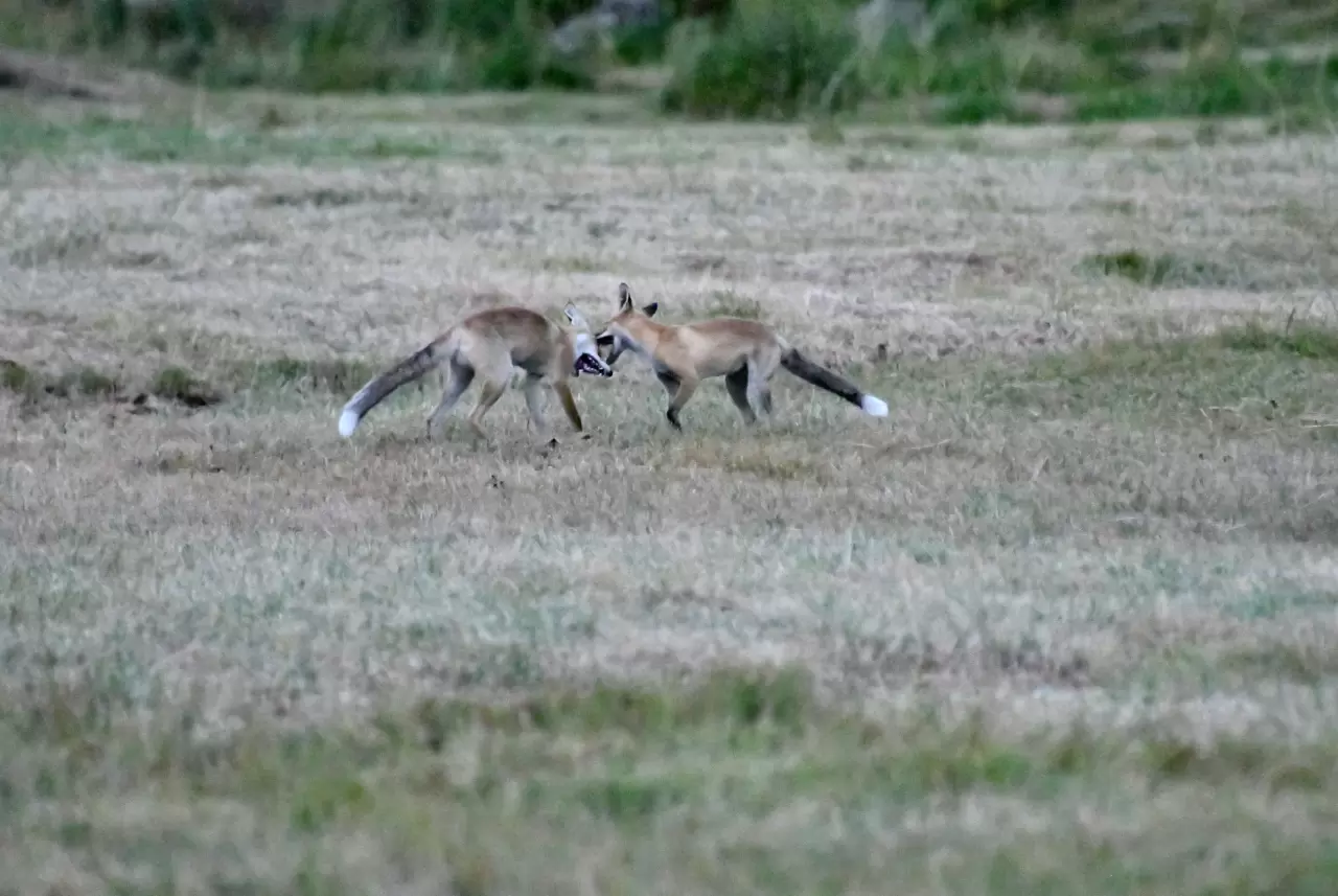 Kars'ta kızıl tilki yavrularının oyunu görüntülendi 1