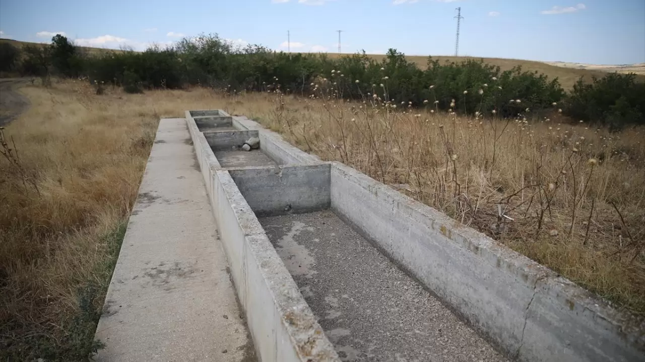 Besiciler, meralardaki hayvanlarına tankerlerle su taşıyor 5