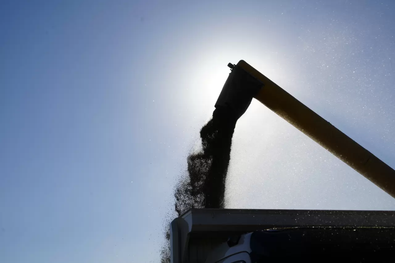 Gümüşhane'de karabuğday hasadı başladı 7