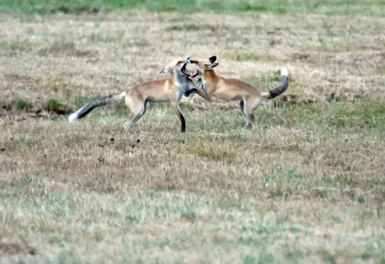 Kars'ta kızıl tilki yavrularının oyunu görüntülendi 2