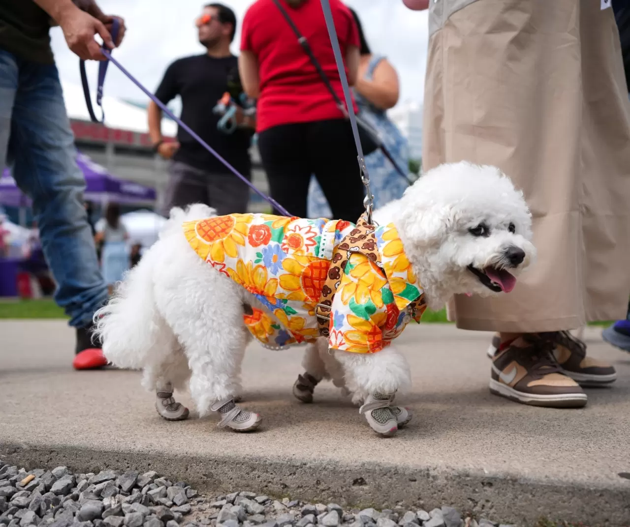 Toronto'da köpekler için "Doggie Fest Yaz Karnavalı" düzenlendi 1