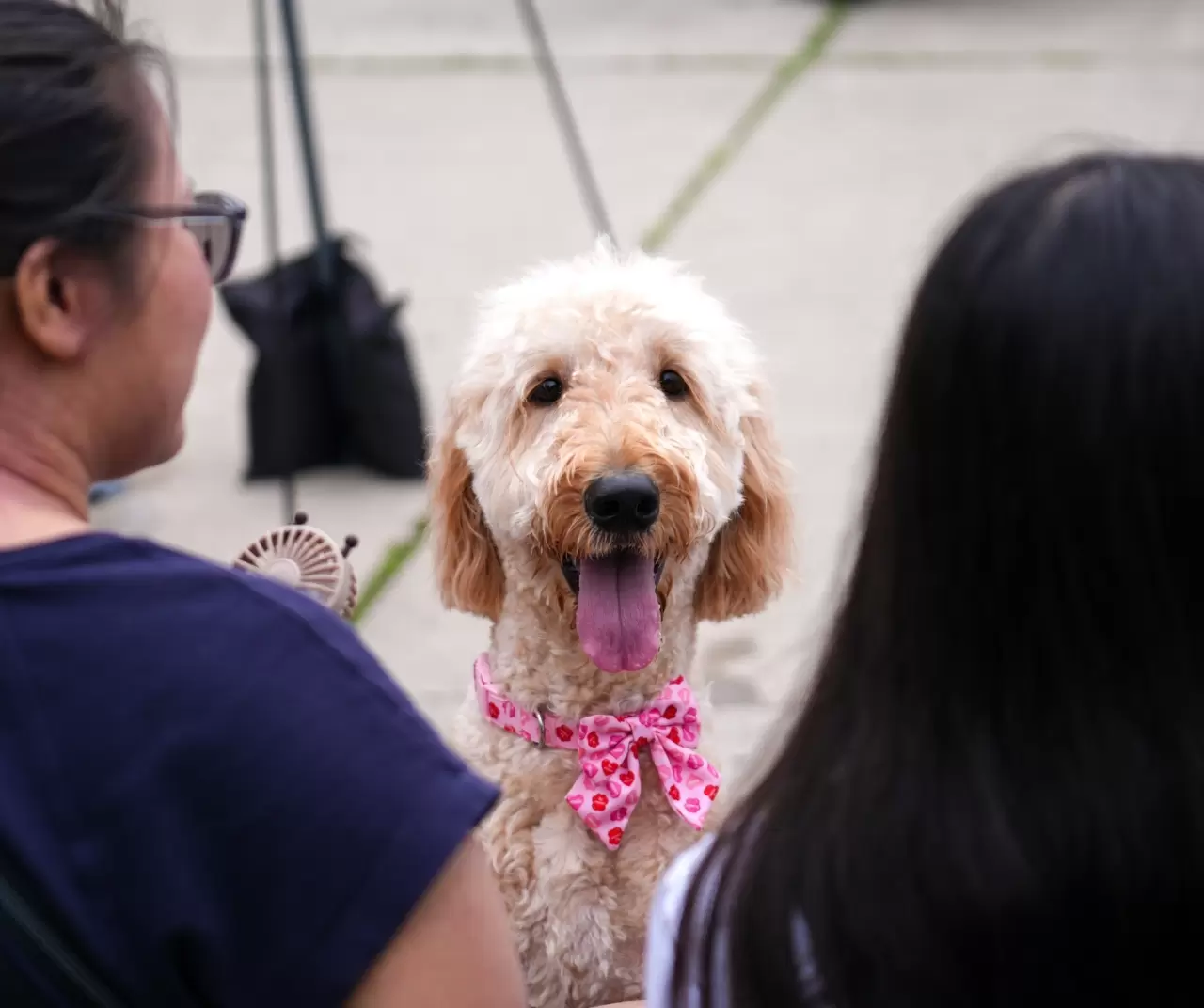 Toronto'da köpekler için "Doggie Fest Yaz Karnavalı" düzenlendi 24