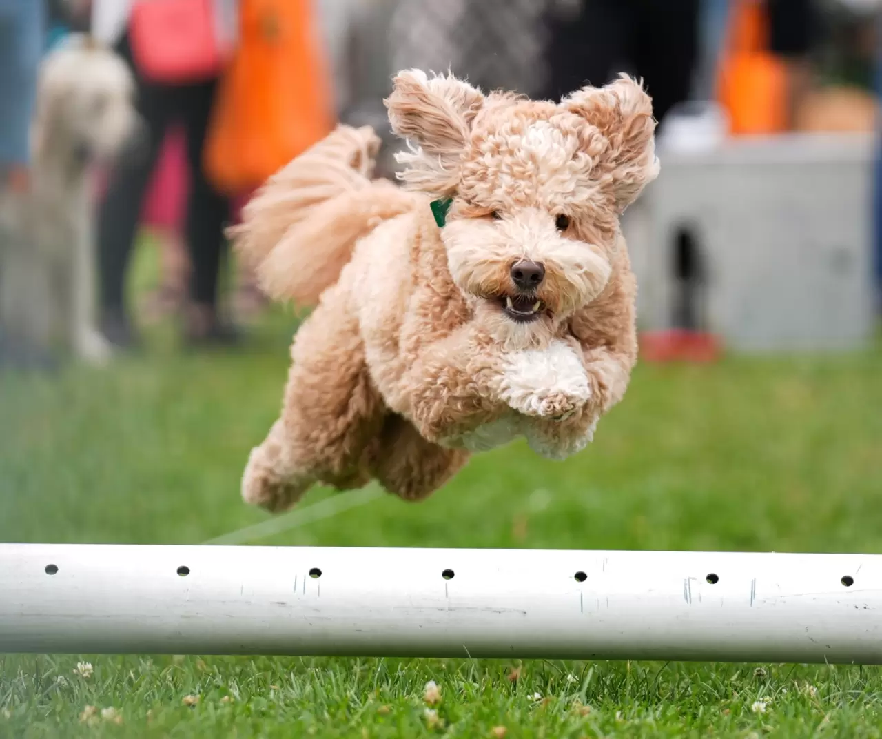 Toronto'da köpekler için "Doggie Fest Yaz Karnavalı" düzenlendi 16