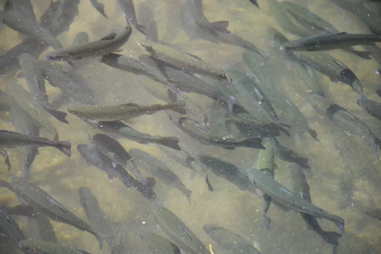 Alabalık tesisi sayısı gün geçtikçe artıyor 1