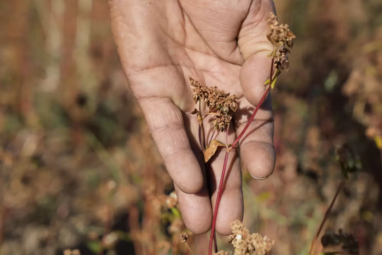 Gümüşhane'de karabuğday hasadı başladı 4