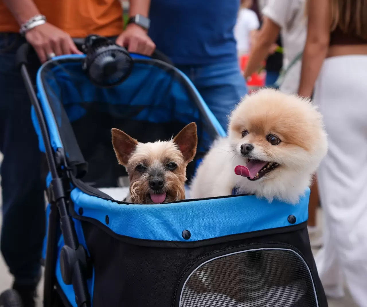 Toronto'da köpekler için "Doggie Fest Yaz Karnavalı" düzenlendi 3