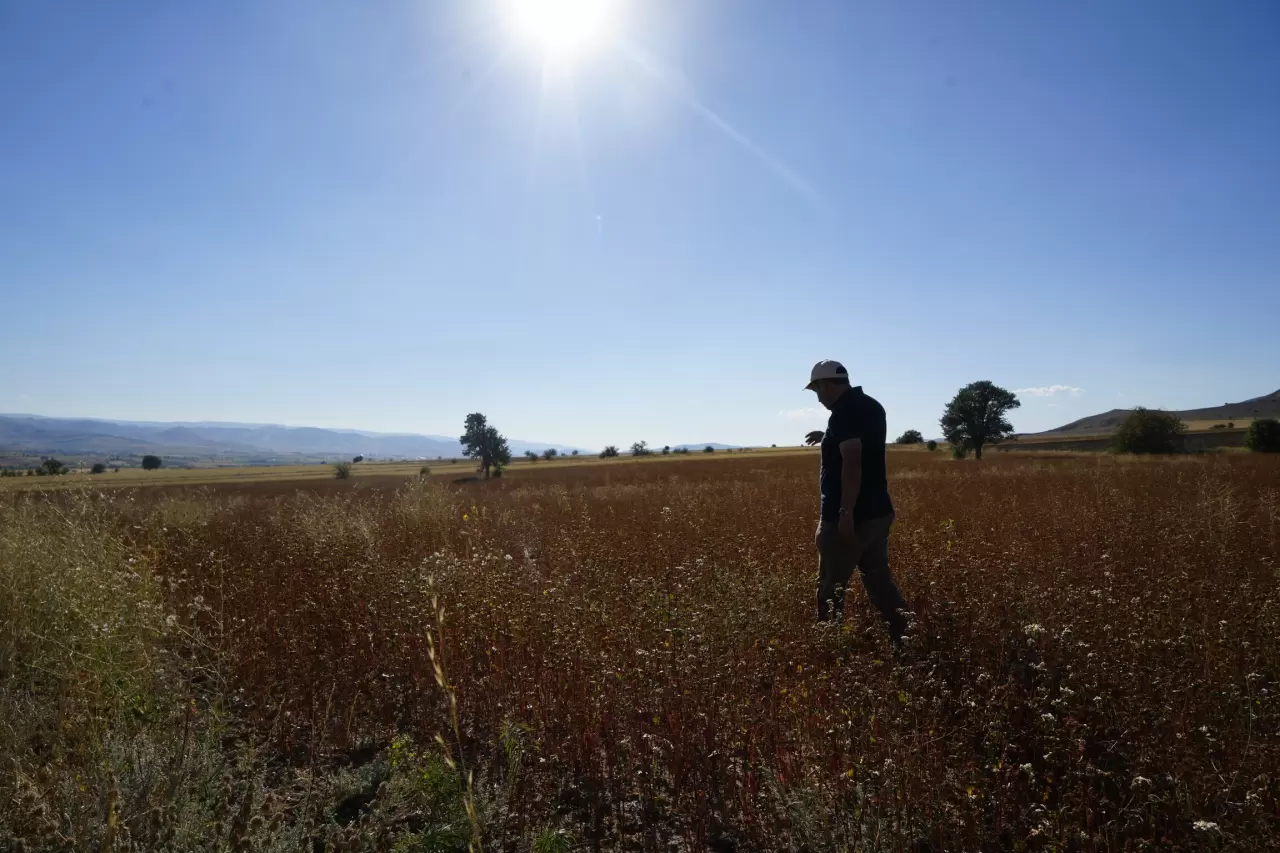Gümüşhane'de karabuğday hasadı başladı 3