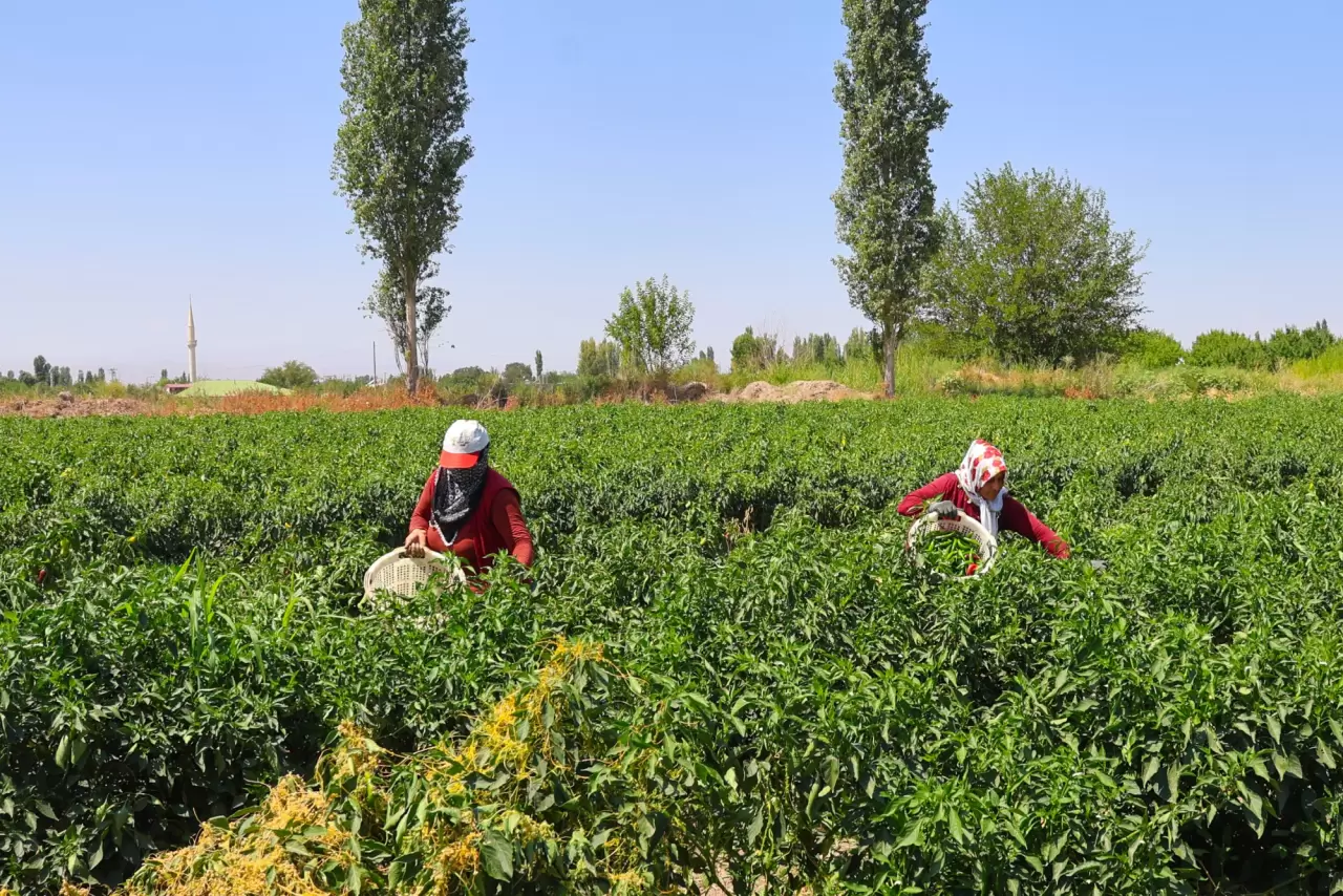 Iğdır'ın emekçi kadınları meyve ve sebze üretimini üstleniyor 3