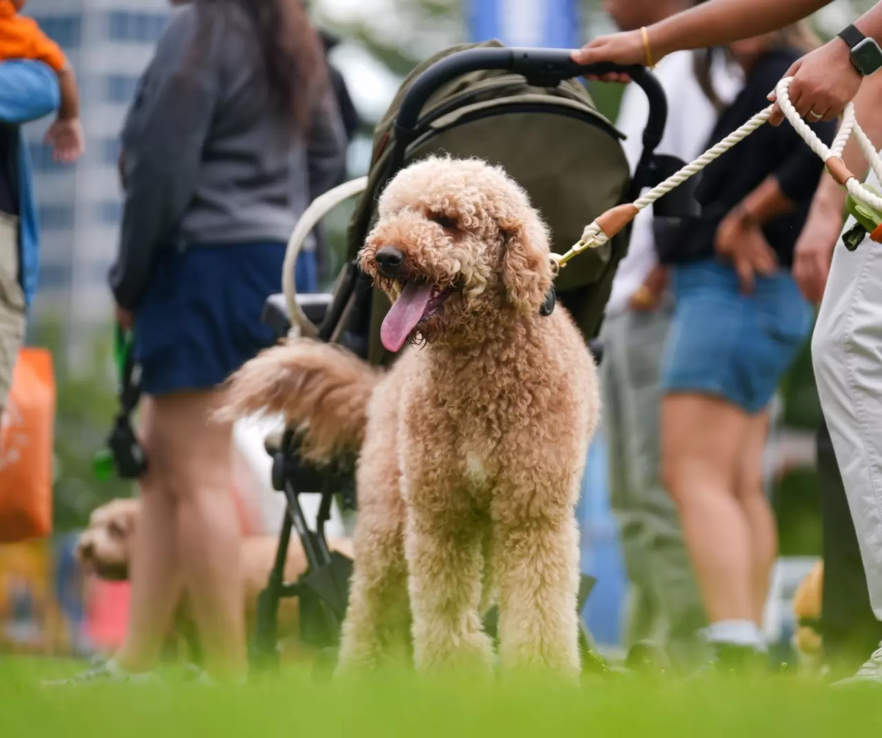 Toronto'da köpekler için "Doggie Fest Yaz Karnavalı" düzenlendi 9