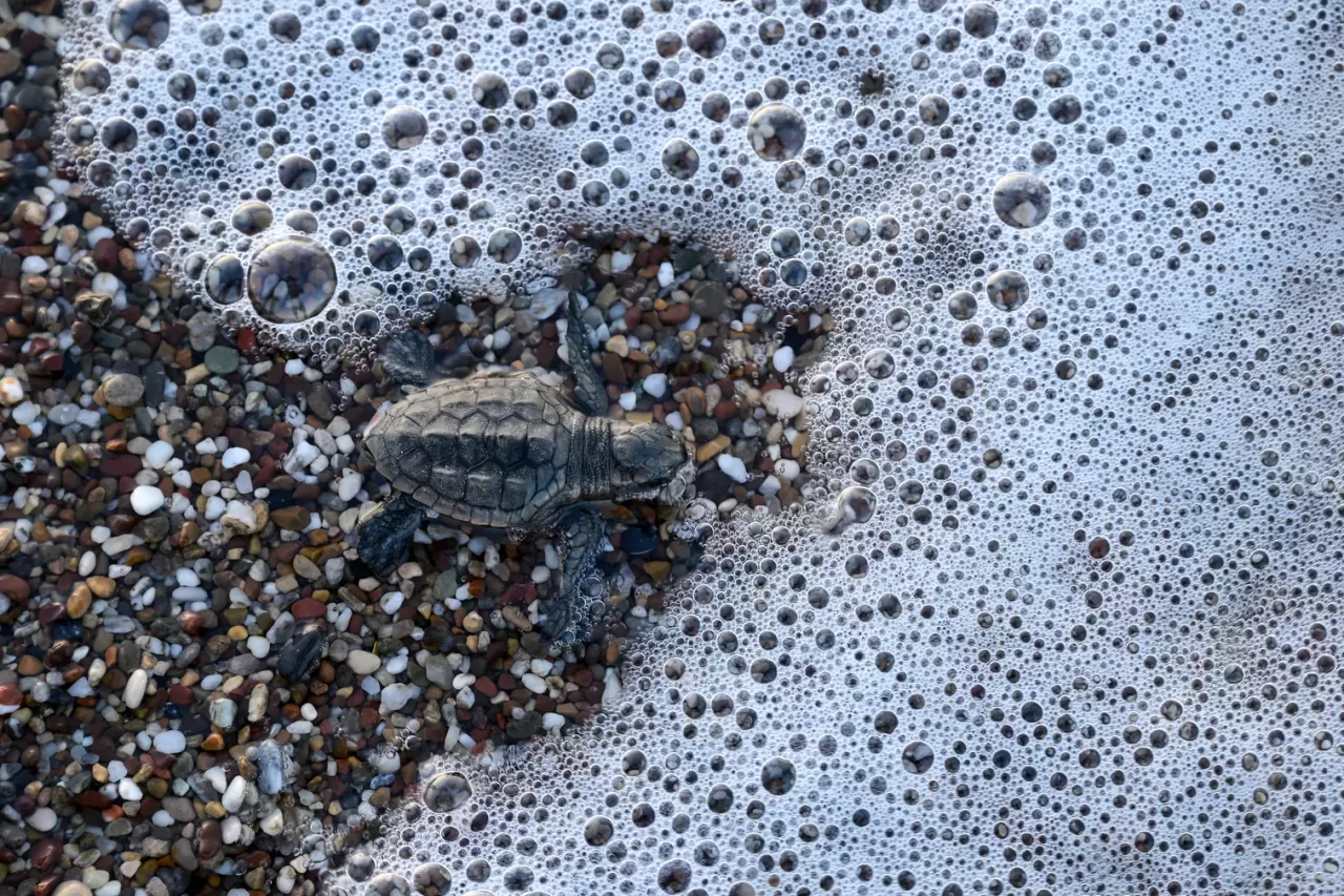 Caretta caretta yavruları mavi sularla buluştu 7