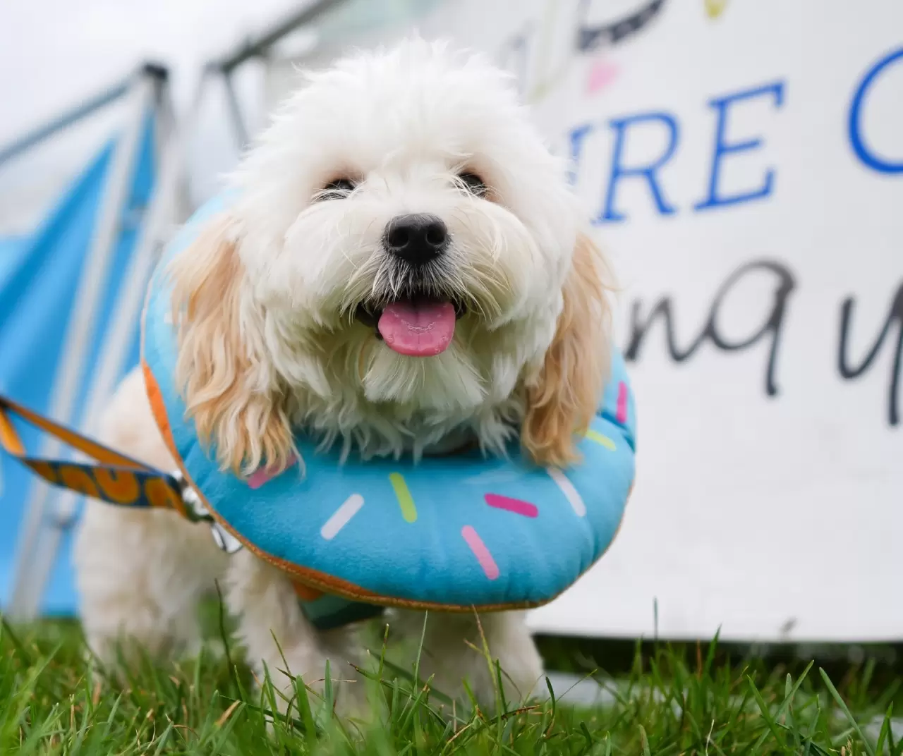 Toronto'da köpekler için "Doggie Fest Yaz Karnavalı" düzenlendi 10