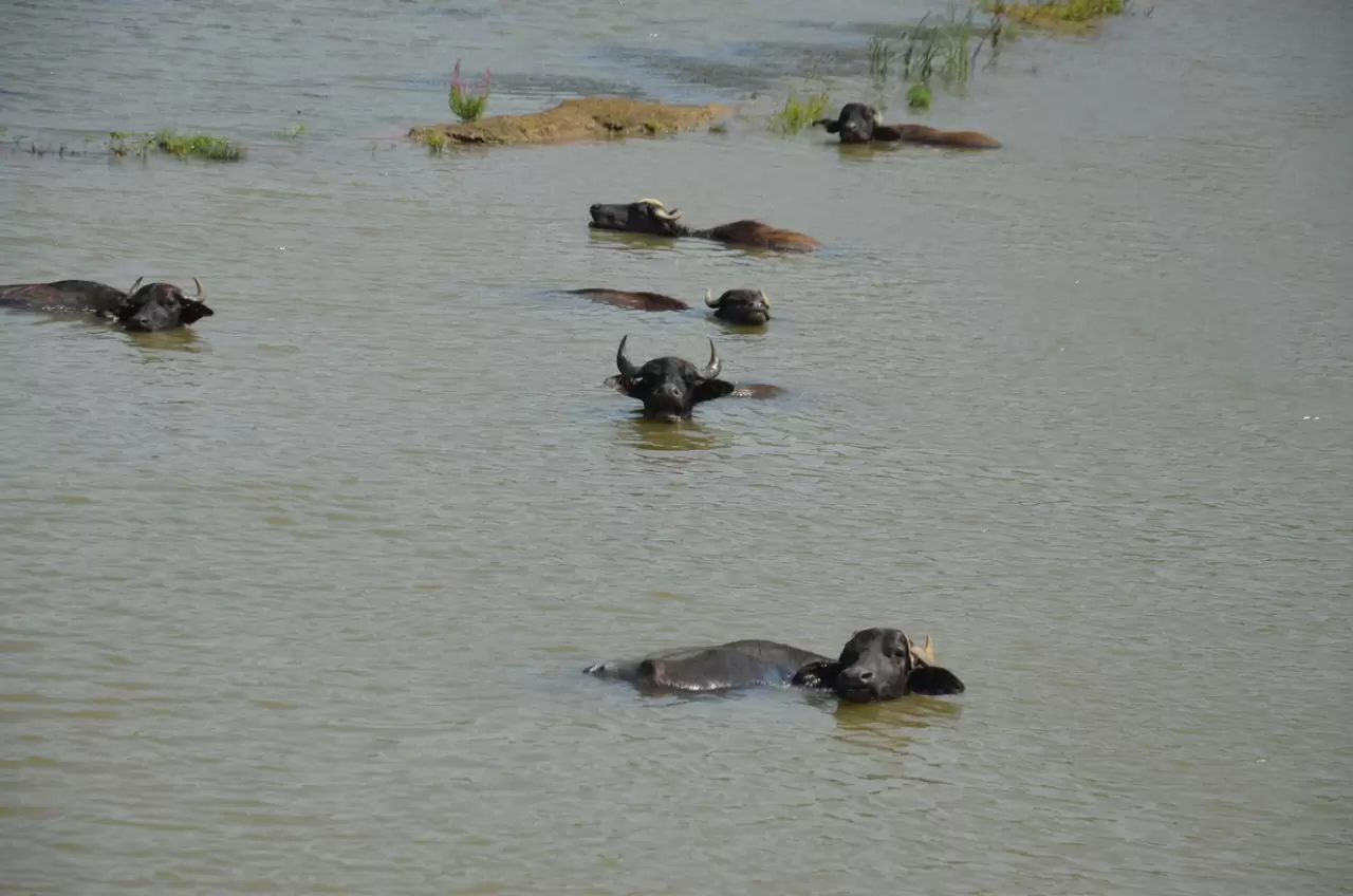 Muş Ovası'nda otlatılan büyükbaş hayvanlar nehirde serinliyor 2