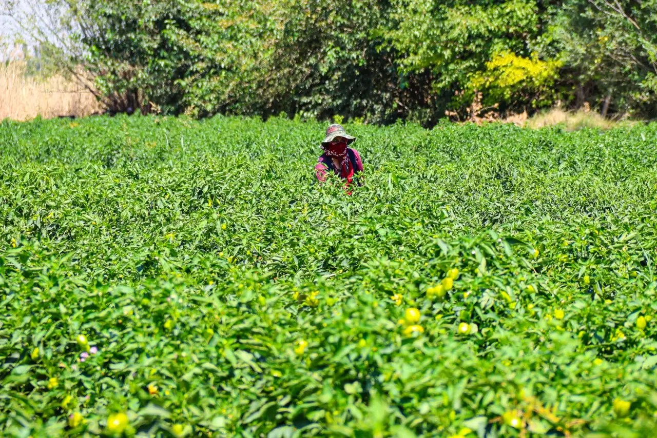 Iğdır'ın emekçi kadınları meyve ve sebze üretimini üstleniyor 5