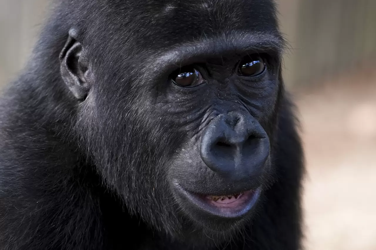 Goril yavrusu "Zeytin" Nijerya'ya gitmek için hazırlanıyor 2
