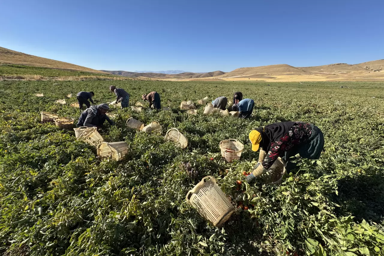 Ziyarete gelmişlerdi, atıl arazileri tarıma kazandırdılar 3