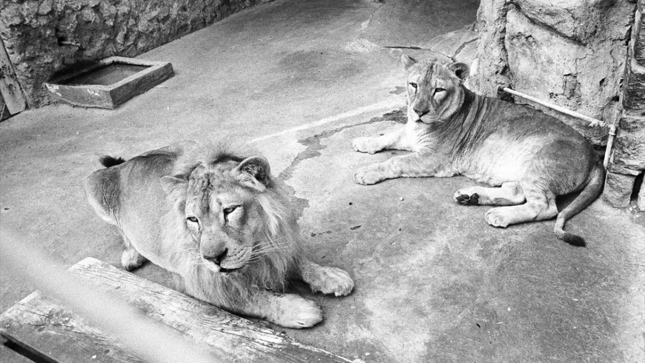 Gücün ve asaletin sembolü! 10 Ağustos ''Dünya Aslan Günü" 1