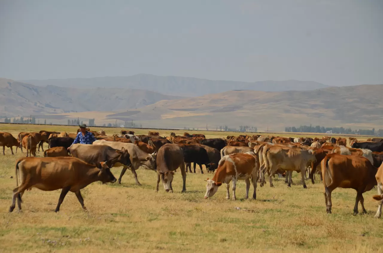 Muş Ovası'nda otlatılan büyükbaş hayvanlar nehirde serinliyor 4