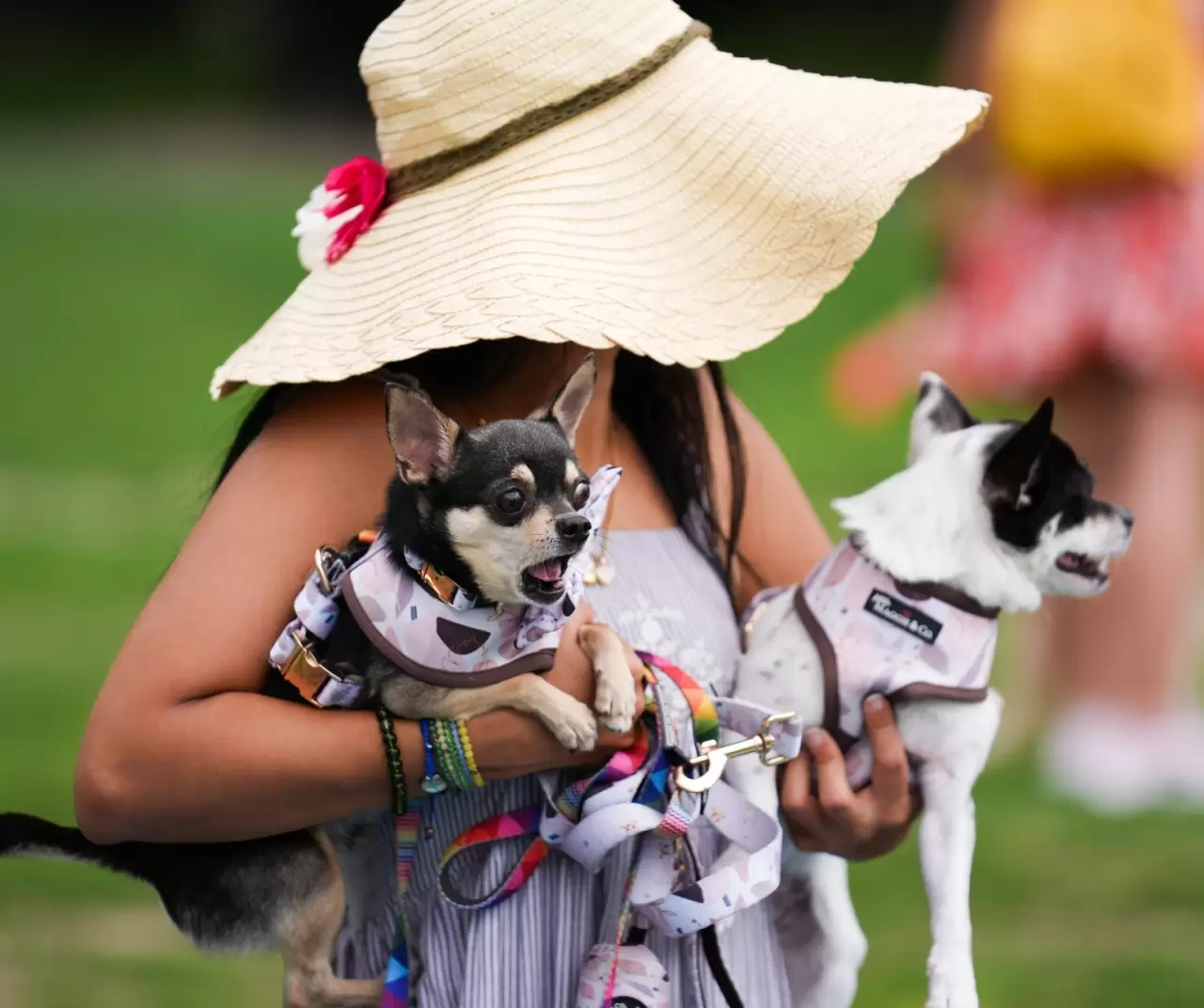 Toronto'da köpekler için "Doggie Fest Yaz Karnavalı" düzenlendi 19