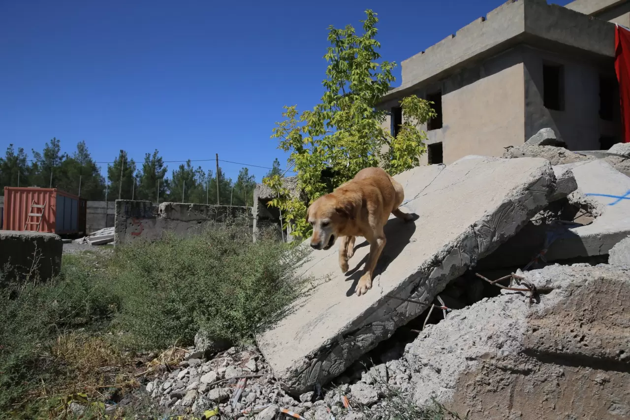 Jandarmanın en önemli yardımcısı "Pusat" 5