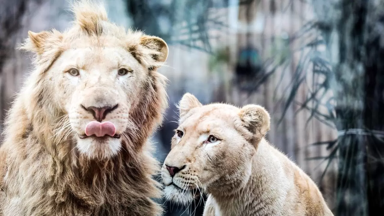 Gücün ve asaletin sembolü! 10 Ağustos ''Dünya Aslan Günü" 5