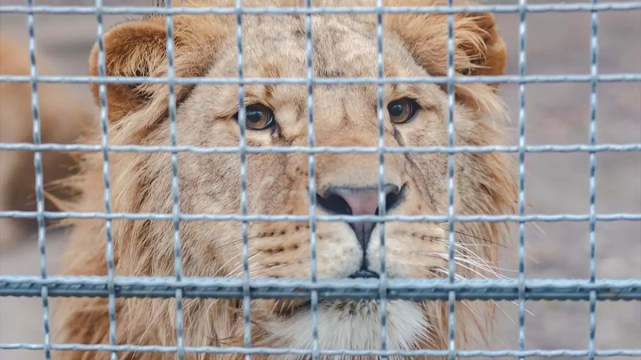 Gücün ve asaletin sembolü! 10 Ağustos ''Dünya Aslan Günü" 7