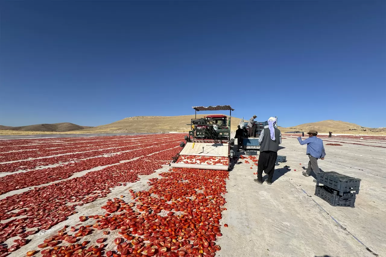 Ziyarete gelmişlerdi, atıl arazileri tarıma kazandırdılar 2