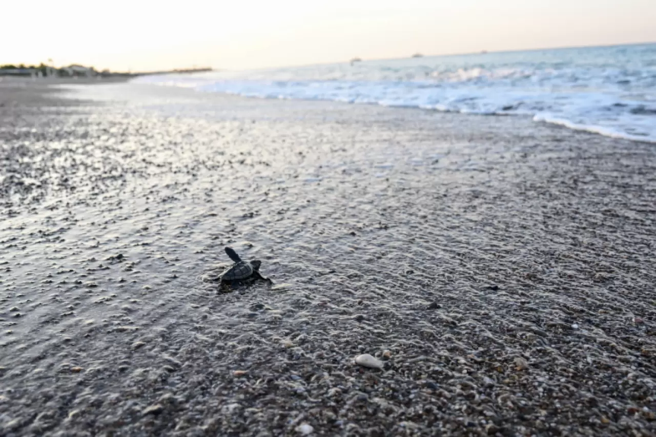 Caretta caretta yavruları mavi sularla buluştu 3