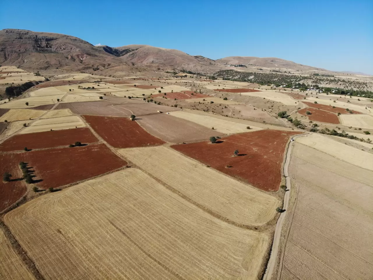 Gümüşhane'de karabuğday hasadı başladı 8