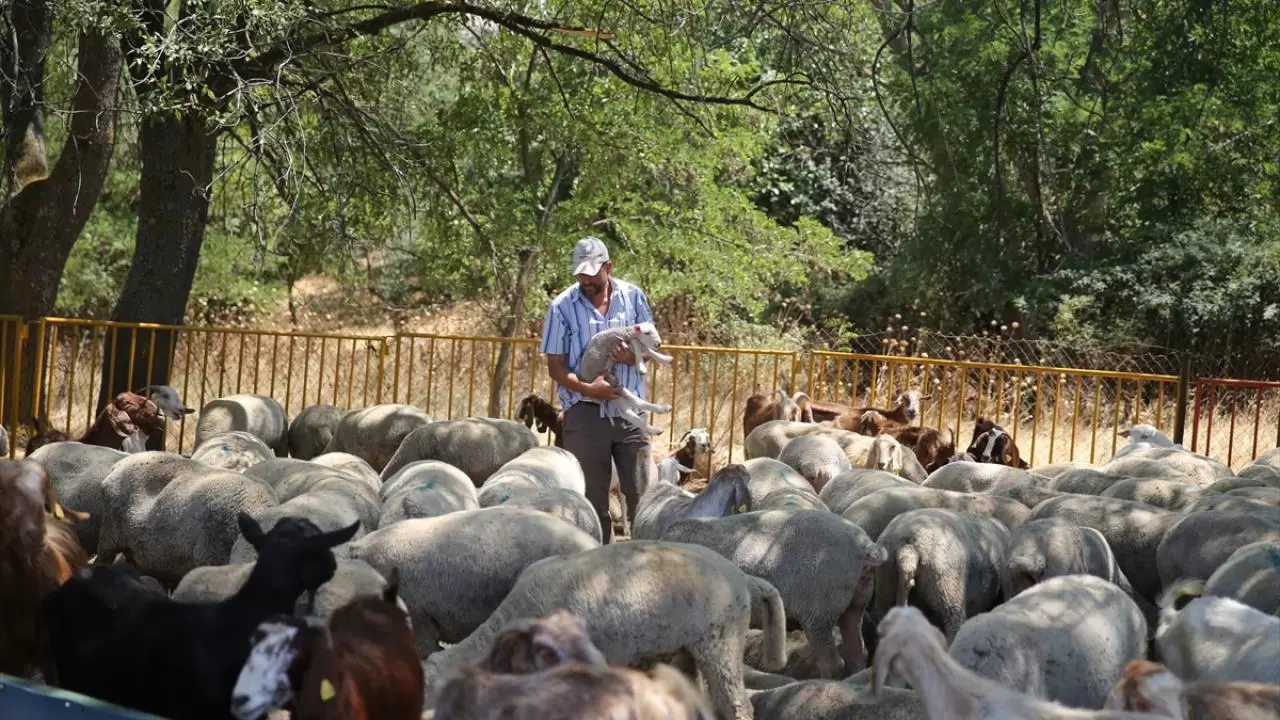 Besiciler, meralardaki hayvanlarına tankerlerle su taşıyor 4