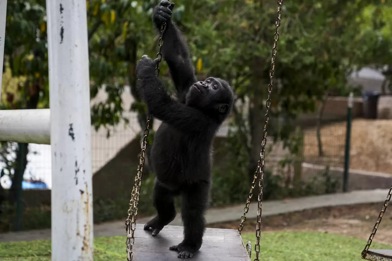 Goril yavrusu "Zeytin" Nijerya'ya gitmek için hazırlanıyor 7