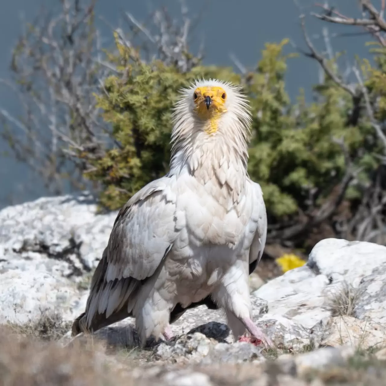 Gökyüzünün sessiz yolcusu: Küçük akbaba 2