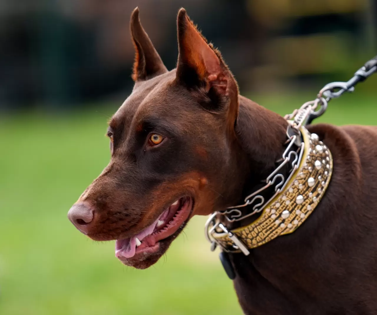 Toronto'da köpekler için "Doggie Fest Yaz Karnavalı" düzenlendi 17