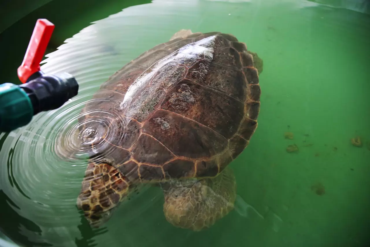 Caretta "Tuba"nın ikinci dünya turu 1
