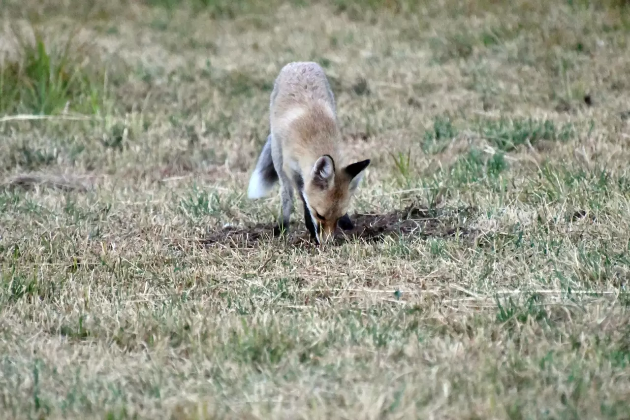 Kars'ta kızıl tilki yavrularının oyunu görüntülendi 4