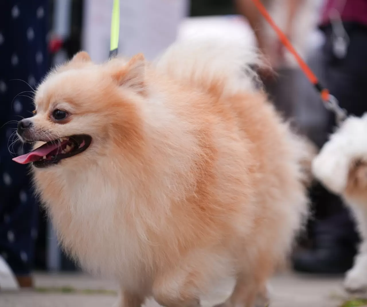 Toronto'da köpekler için "Doggie Fest Yaz Karnavalı" düzenlendi 5