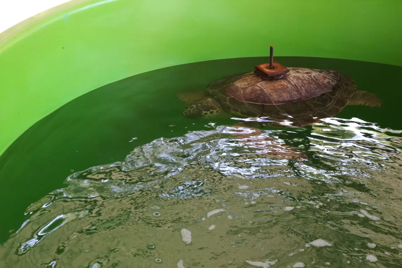 Caretta "Tuba"nın ikinci dünya turu 2