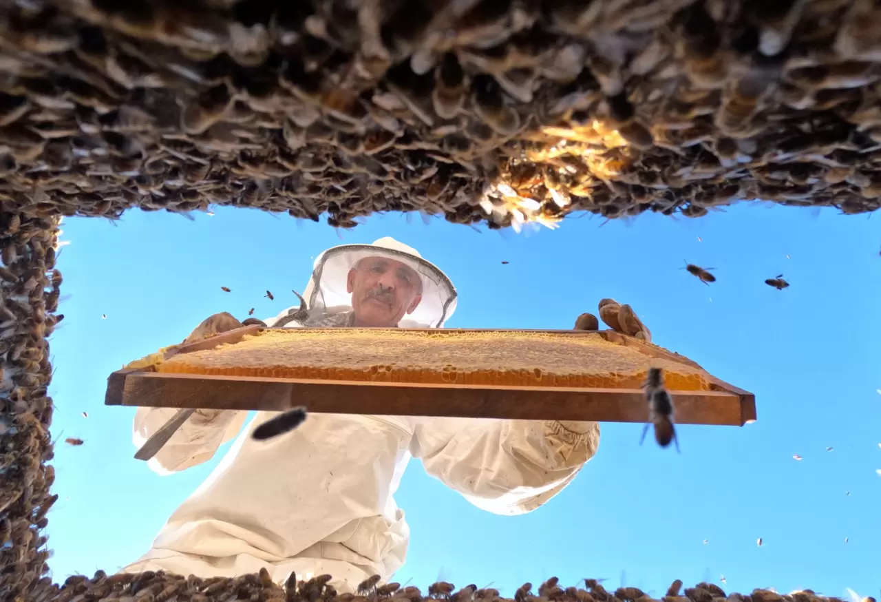 Tescilli Bingöl balı, dünyanın her yanından talep görüyor 4