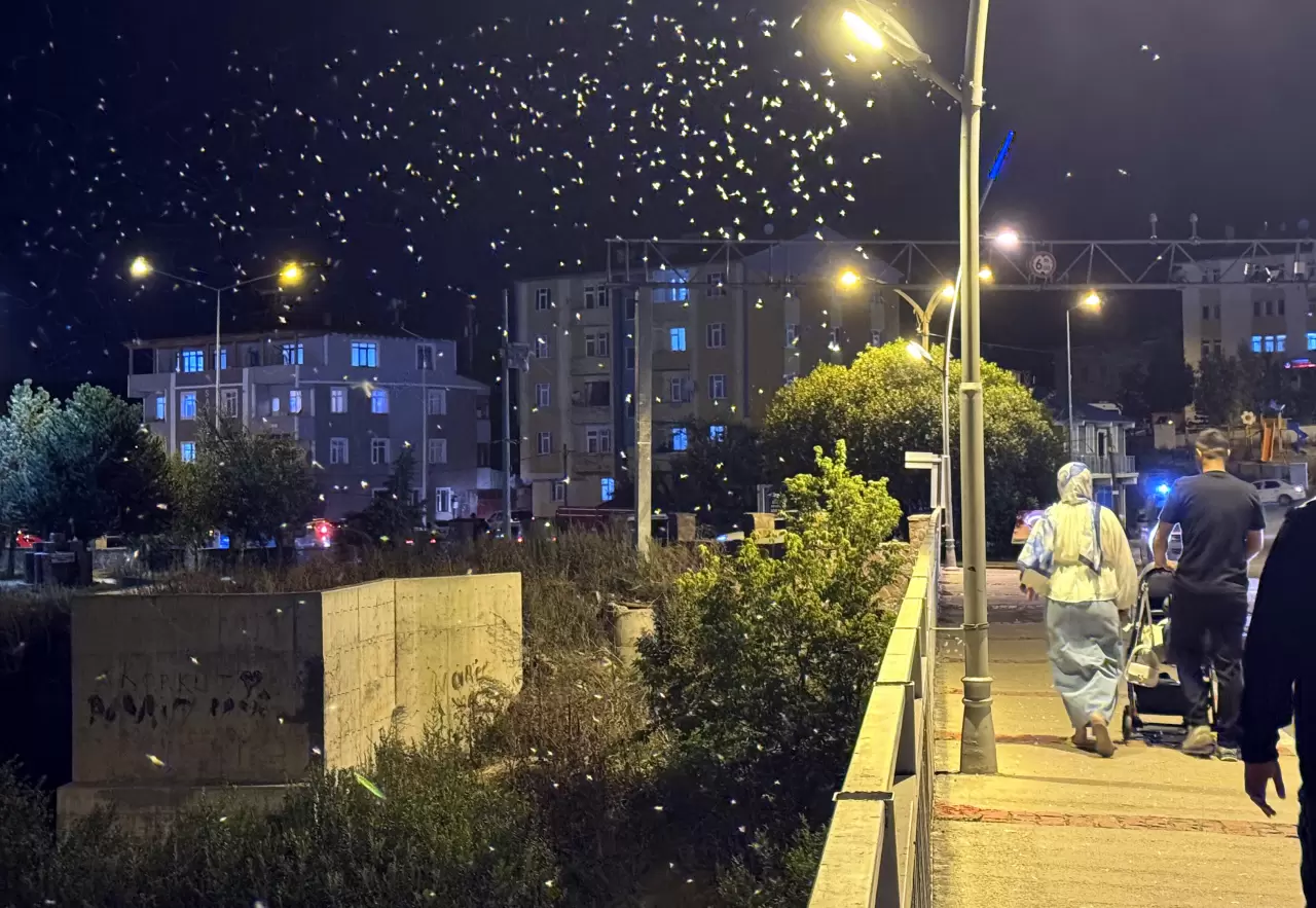 Ardahan'da sineklerin "ölüm dansı" sona erdi 3